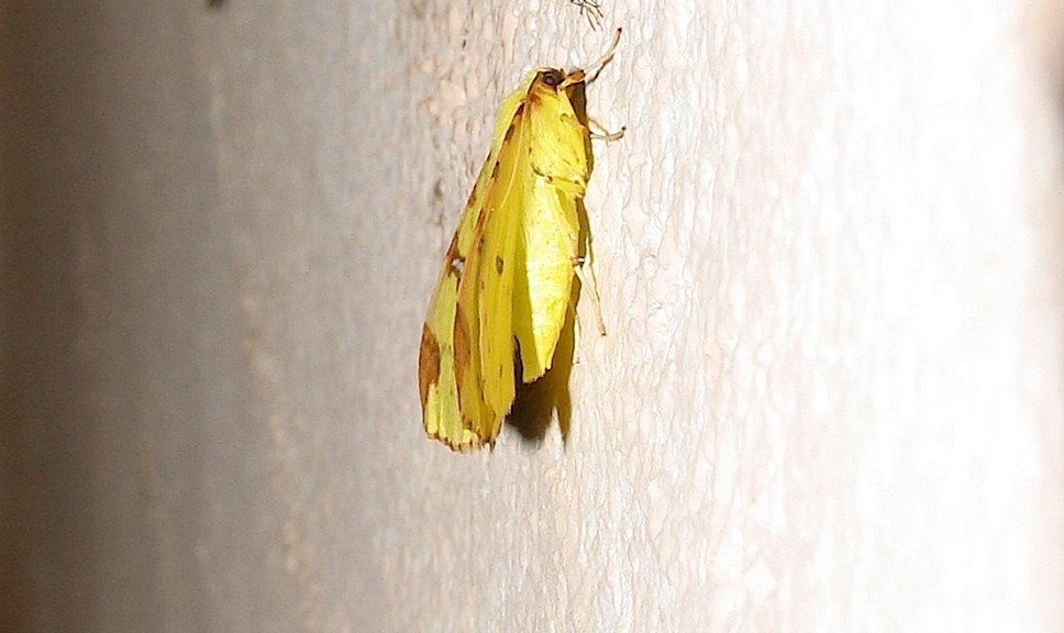 Opisthograptis luteolata (Linnaeus, 1758)